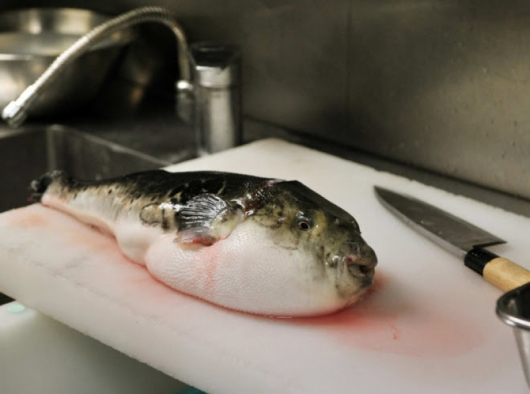 Рибата фугу е толкова смъртоносна, че в действителност готвачите, на които е разрешено да я приготвят, минават през строго тригодишно обучение
